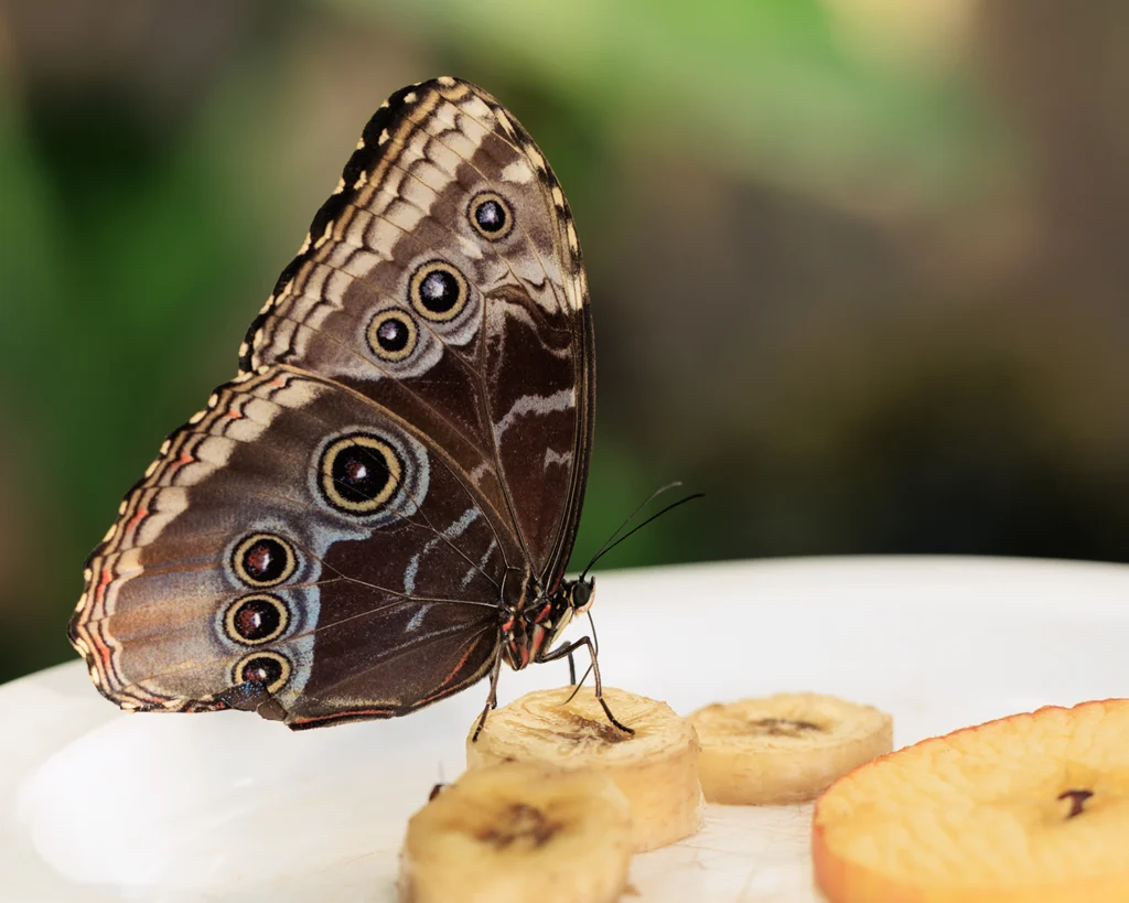 Schmetterling