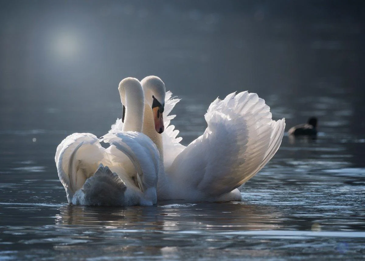 Zwei Schwäne mit ausgebreiteten Flügeln schwimmen eng beieinander auf einem See